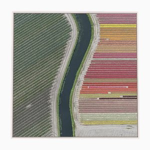 Bernhard Lang, AV_Tulip_Fields_027, Lámina fotográfica
