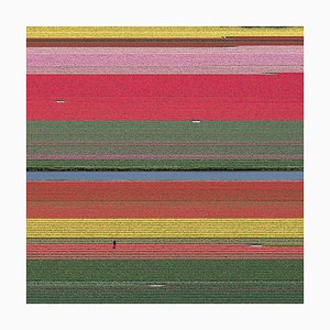 Bernhard Lang, AV_Tulip_Fields_036, Fotografía