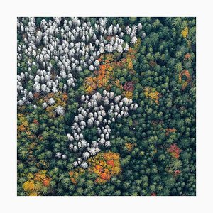 Bernhard Lang, Bavarian_Forest_014, Photograph