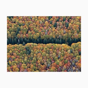 Bernhard Lang, Bavarian_Forest_016, Photograph