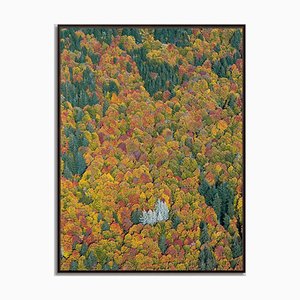 Bernhard Lang, Foresta_bavarese_02, fotografia