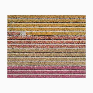 Bernhard Lang, AV_Tulip_Fields_016, Stampa fotografica