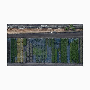 Bernhard Lang, AV_California_Plants_007, Photograph