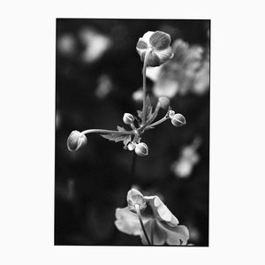 Paul Cooklin, Anenome japonais, photographie à la gélatine d'argent, édition limitée de 10