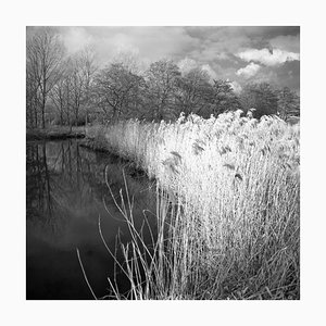 Paul Cooklin, Wild Grasses, Silver Gelatin Photograph, Edition 2/10