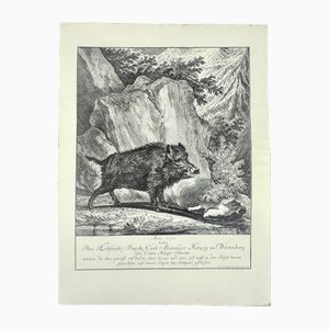 Johann Elias Ridinger, Wild Boar, Etching, 18th Century