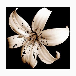 Sam Thomas, Belleza en la naturaleza, 2004, Fotografía