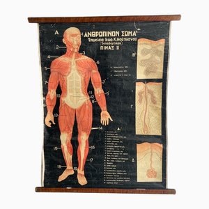 Griechisches Vintage Wandposter von medizinischem Interesse, 1950er