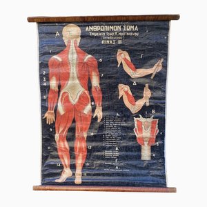 Póster de pared plegable griego vintage de interés médico Cuerpo humano III, años 50