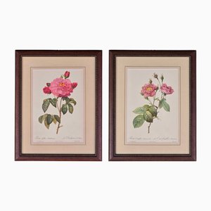 Pierre-Joseph Redouté, Roses, 1950s, Lithographs, Framed, Set of 2