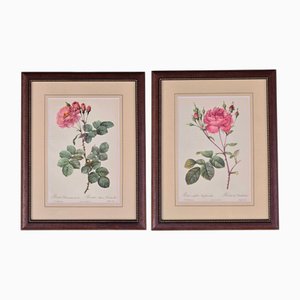 Pierre-Joseph Redouté, Roses, 1950s, Lithographs, Framed, Set of 2
