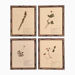 Swiss Herbarium Panels from École Dagriculture de Grangeneuve, 1920s, Set of 4