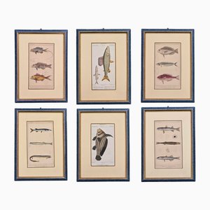 Jean Léopold Nicolas Frédéric Cuvier, Fish, 1837, Etchings, Framed, Set of 6