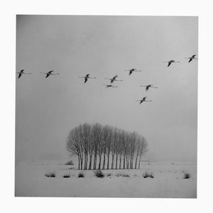 Rosa Basurto, Blanco 3, Photographie Noir et Blanc sur Papier Coton