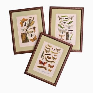 Karl Eckstein, Lepidoptera, 1915, Lithographs, Framed, Set of 3