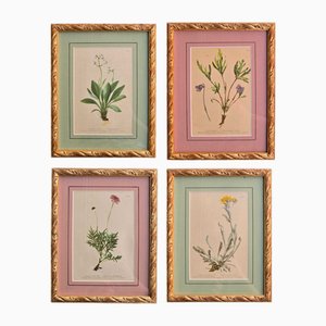 Anton Hartinger, Flora Alpina, 1897, Lithographs, Framed, Set of 4