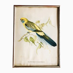 Nature Illustration of a Bird of the Species Sylvia Atricapilla, 1950s