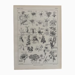 Maurice Dessertenne, Flowers, 1920s, Lithograph