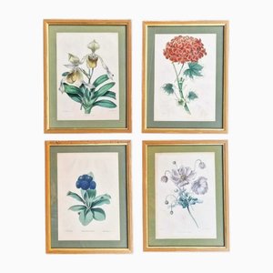 C. T. Rosenberg, Botanica, Watercolor Lithographs, 1852, Framed, Set of 4