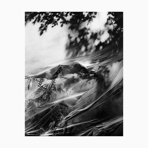 Ugne Pouwell, Oak and Fern, 2024, Photographie, Édition limitée à 20 exemplaires