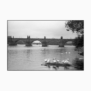 Paul Cooklin, Swans on the Vltava River, Photographie gélatino-argentique, Édition limitée à 10 exemplaires