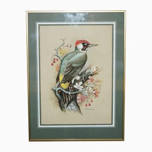 M Shermorne, Kingfisher, Ornithology Watercolour
