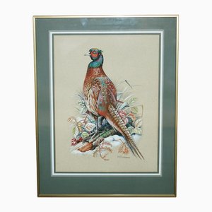 M Shermorne, Pheasant, Ornithology Watercolour