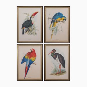Englischer Edwardianischer Künstler, Exotische Vögel, Drucke, 1910, 4er Set