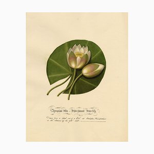 Louisa Hare, Water Lily at Eardiston Pool, Worcestershire, 1832, Watercolour