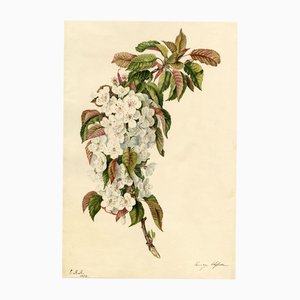 Cherry Blossom Branch, 1832, Watercolour