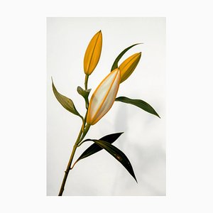 Guy Sargent, The Lilies II, Floral Photograph