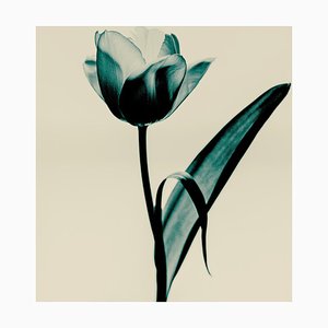 Guy Sargent, Tulipa Floral, Photograph