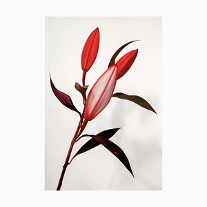 Guy Sargent, The Lilies III, Photograph