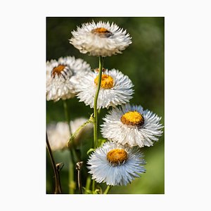 Guy Sargent, White Daisies, Nature Photograph