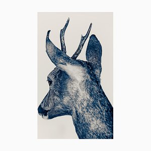 Guy Sargent, The Blue Marais, Fotografie