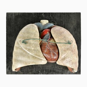 Modelo anatómico de corazón y pulmones