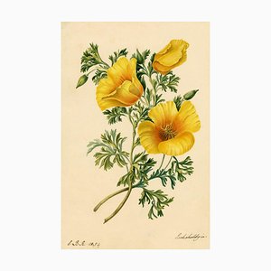 E.B.R., California Poppy (Eschscholzia) Flower, 1834, Watercolour Painting