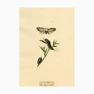 J. Mca, Puss Moth Life Cycle Study, 1810s, Watercolour Painting