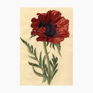S. Twopenny, Riesige Papaver Orientalische Mohnblume, 1830er, Aquarell