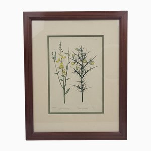C. Pierre nach Naudin, Botanischer Teller, 1800er, Gravur, Gerahmt