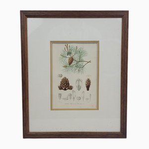 Fournier, Botanischer Teller aus Seekiefer, 1800er, Gravur, Gerahmt