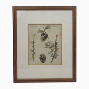 Botanical Plate of Pine, 1800s, Engraving, Framed