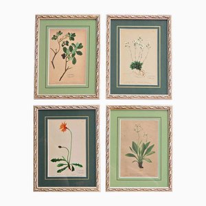 Anton Hartinger, Flora Alpina, 1897, Lithographs, Framed, Set of 4