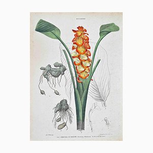 Vincenzo Tenore, The Roscoe's Turmeric, Litografía, década de 1870