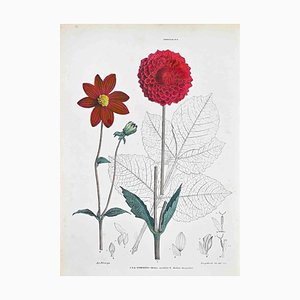 Vincenzo Tenore, The Georgian, Lithographie, 1870er