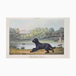 Joseph Banks, Muff, A Favorite Retriever, Etching, 1837