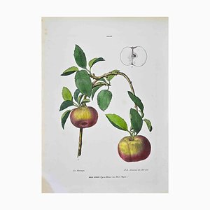 Vincenzo Tenore, The Pomacae, Lithograph, 1870s