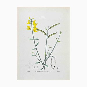 Vincenzo Tenore, The Ginestra, Lithograph, 1870s