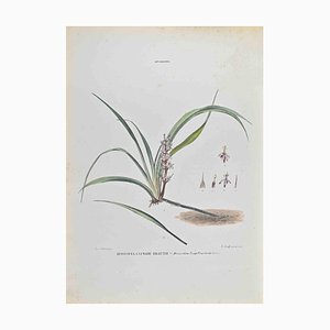 Vincenzo Tenore, Reinechea Longebracteuta, Lithograph, 1870s