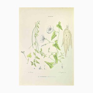 Vincenzo Tenore, The Scammonea, Lithograph, 1870s